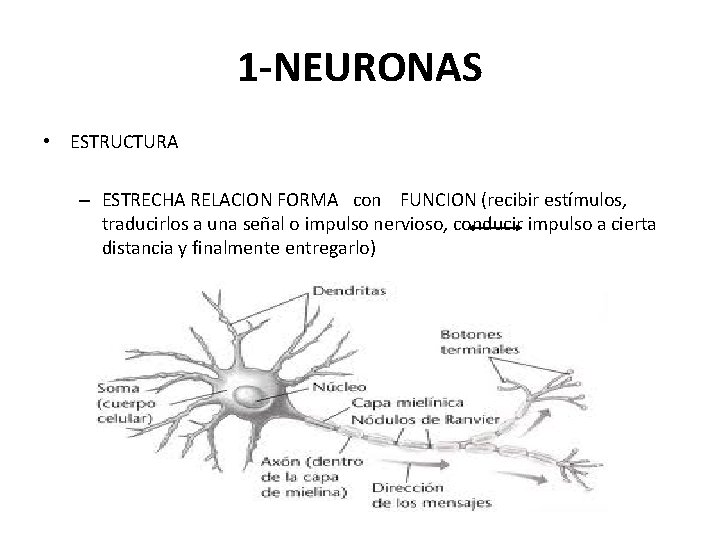 1 -NEURONAS • ESTRUCTURA – ESTRECHA RELACION FORMA con FUNCION (recibir estímulos, traducirlos a
