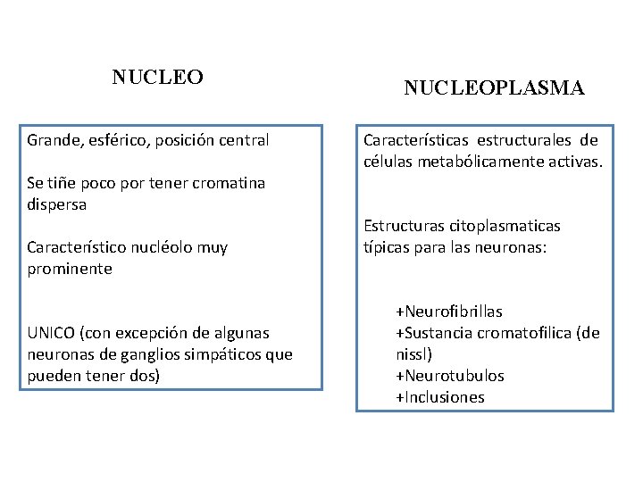 NUCLEO Grande, esférico, posición central Se tiñe poco por tener cromatina dispersa Característico nucléolo