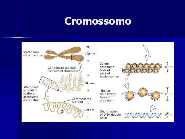 Cromossomo 