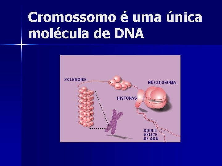 Cromossomo é uma única molécula de DNA 