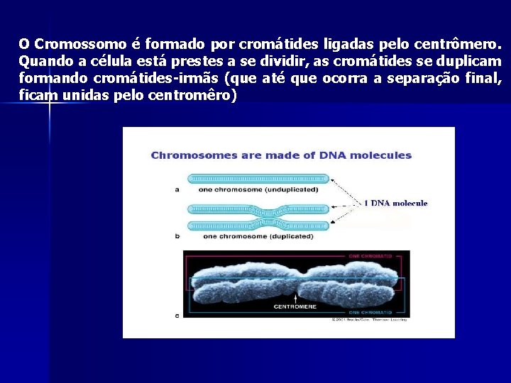 O Cromossomo é formado por cromátides ligadas pelo centrômero. Quando a célula está prestes