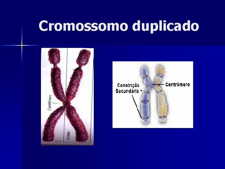 Cromossomo duplicado 