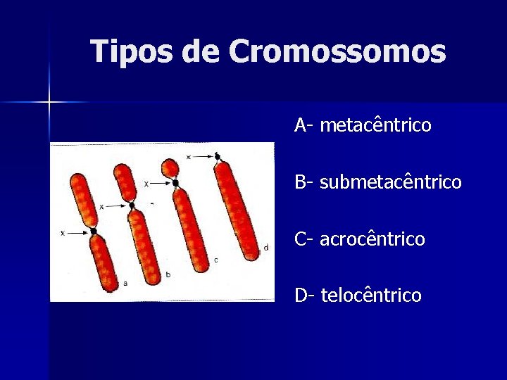 Tipos de Cromossomos A- metacêntrico B- submetacêntrico C- acrocêntrico D- telocêntrico 