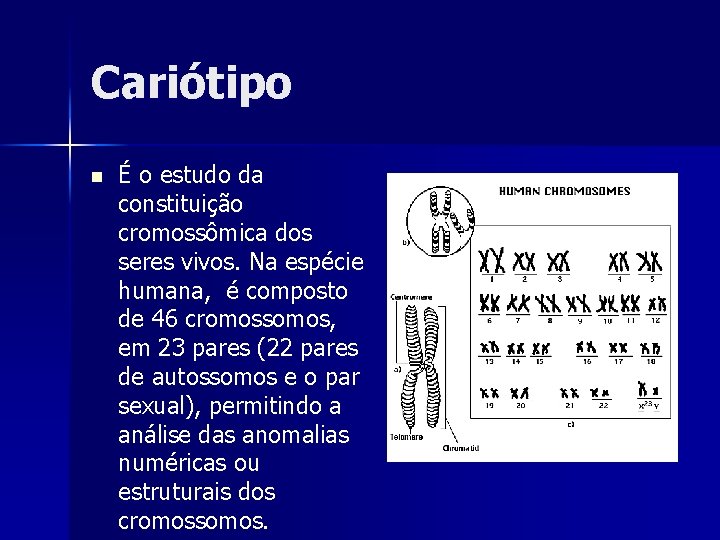 Cariótipo n É o estudo da constituição cromossômica dos seres vivos. Na espécie humana,