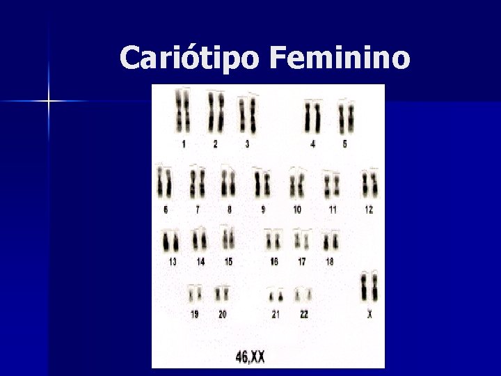 Cariótipo Feminino 