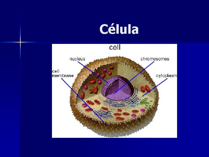 Célula 