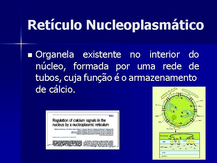 Retículo Nucleoplasmático n Organela existente no interior do núcleo, formada por uma rede de