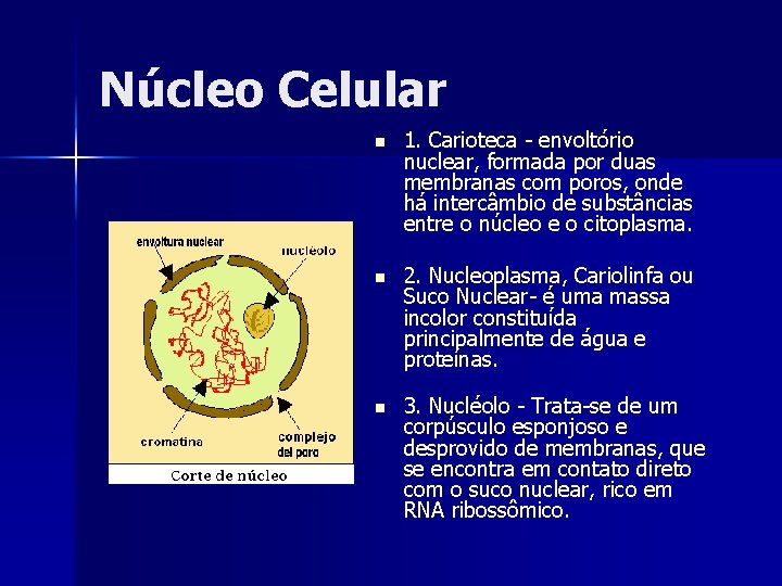 Núcleo Celular n 1. Carioteca - envoltório nuclear, formada por duas membranas com poros,