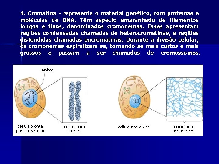 4. Cromatina - representa o material genético, com proteínas e moléculas de DNA. Têm