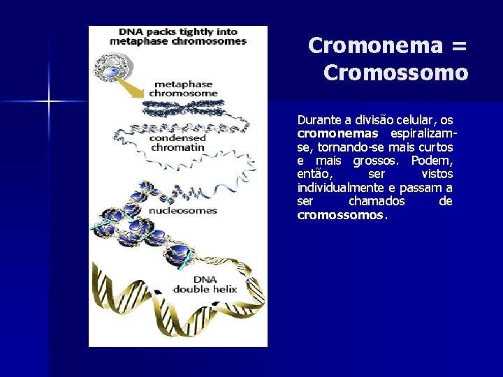 Cromonema = Cromossomo Durante a divisão celular, os cromonemas espiralizamse, tornando-se mais curtos e