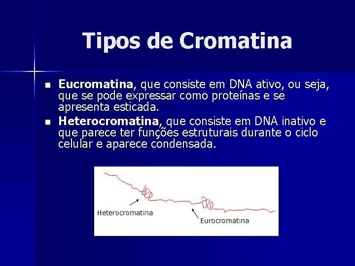 Tipos de Cromatina n n Eucromatina, que consiste em DNA ativo, ou seja, que