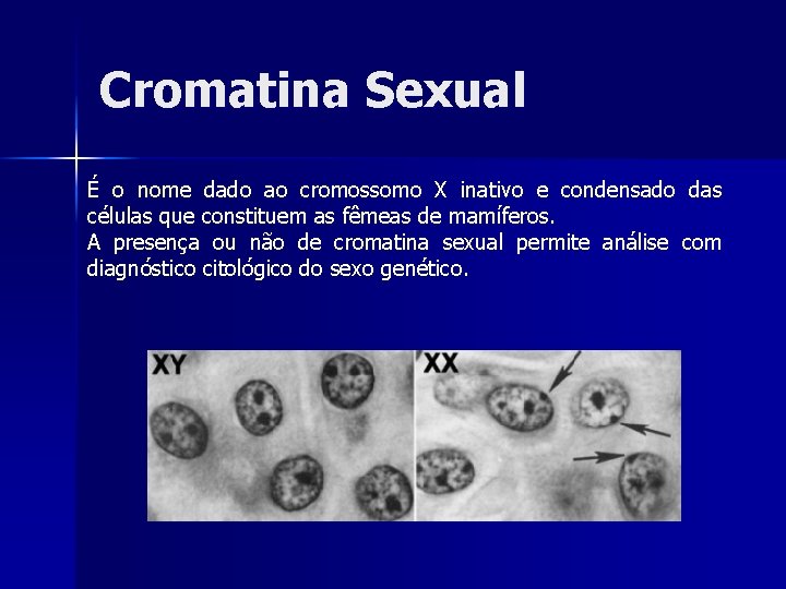 Cromatina Sexual É o nome dado ao cromossomo X inativo e condensado das células