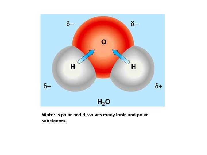 Water is polar and dissolves many ionic and polar substances. 
