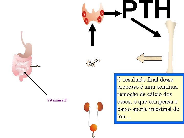 PTH Vitamina D O resultado final desse processo é uma contínua remoção de cálcio PTH Vitamina D O resultado final desse processo é uma contínua remoção de cálcio