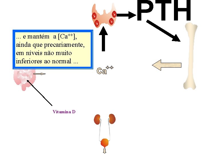 PTH. . . e mantém a [Ca++], ainda que precariamente, em níveis não muito