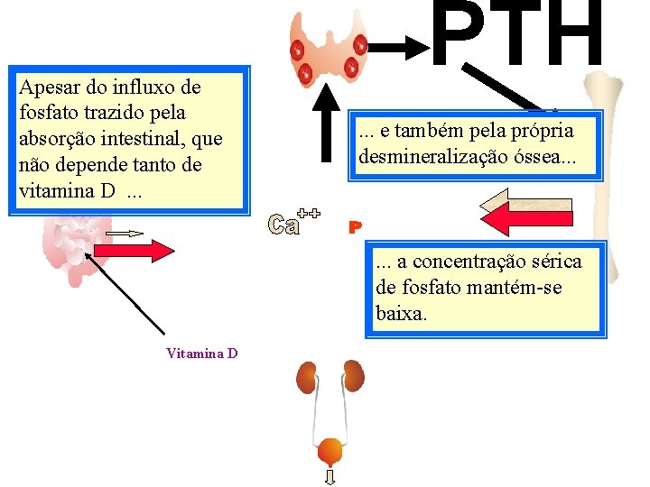 Apesar do influxo de fosfato trazido pela absorção intestinal, que não depende tanto de Apesar do influxo de fosfato trazido pela absorção intestinal, que não depende tanto de