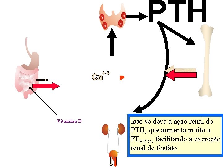 PTH Vitamina D Isso se deve à ação renal do PTH, que aumenta muito PTH Vitamina D Isso se deve à ação renal do PTH, que aumenta muito