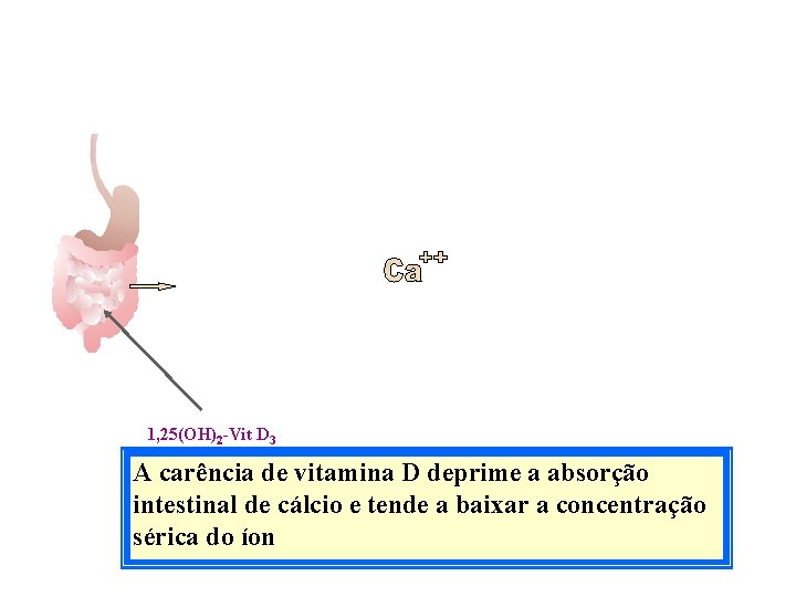 1, 25(OH)2 -Vit D 3 A carência de vitamina D deprime a absorção intestinal 1, 25(OH)2 -Vit D 3 A carência de vitamina D deprime a absorção intestinal