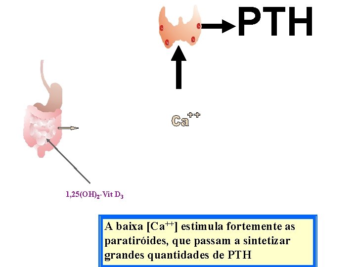 PTH 1, 25(OH)2 -Vit D 3 A baixa [Ca++] estimula fortemente as paratiróides, que