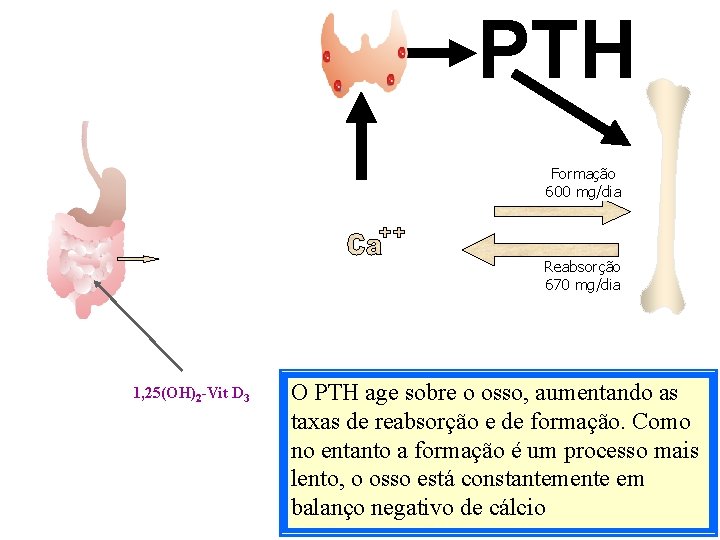 PTH Formação 600 mg/dia Reabsorção 670 mg/dia 1, 25(OH)2 -Vit D 3 O PTH PTH Formação 600 mg/dia Reabsorção 670 mg/dia 1, 25(OH)2 -Vit D 3 O PTH