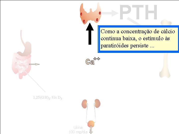 PTH Como a concentração de cálcio continua baixa, o estímulo às Formação paratiróides persiste. PTH Como a concentração de cálcio continua baixa, o estímulo às Formação paratiróides persiste.