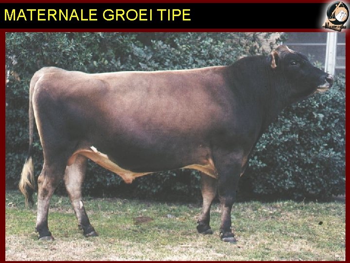 MATERNALE GROEI TIPE 