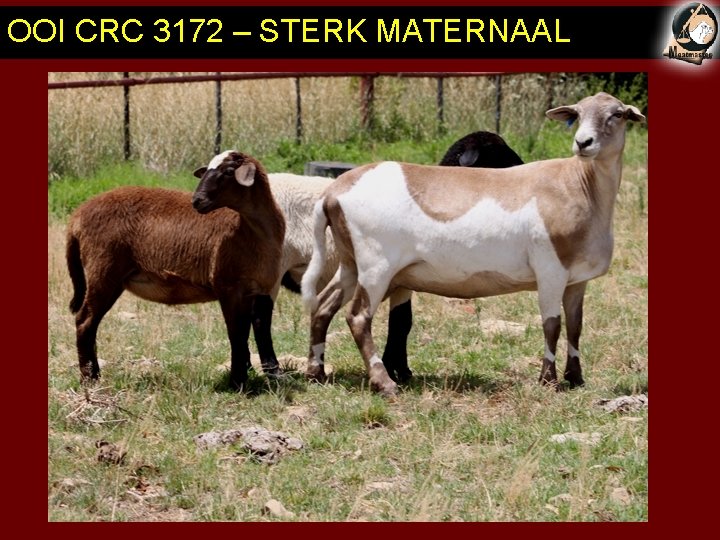 OOI CRC 3172 – STERK MATERNAAL 