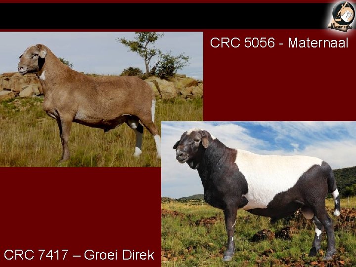 CRC 5056 - Maternaal CRC 7417 – Groei Direk 