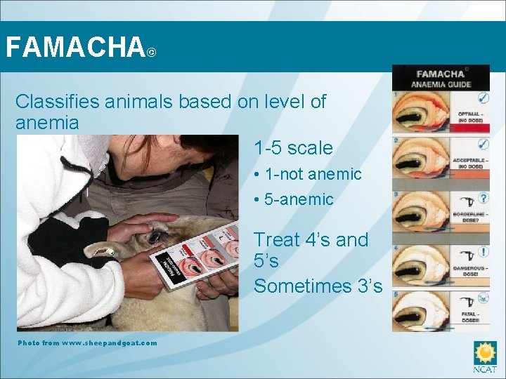 FAMACHA© Classifies animals based on level of anemia 1 -5 scale • 1 -not