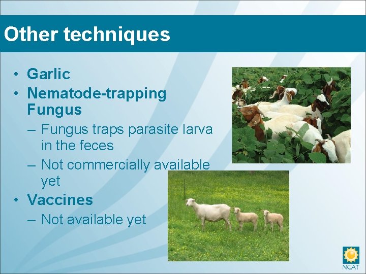 Other techniques • Garlic • Nematode-trapping Fungus – Fungus traps parasite larva in the