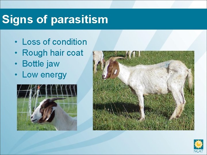 Signs of parasitism • • Loss of condition Rough hair coat Bottle jaw Low