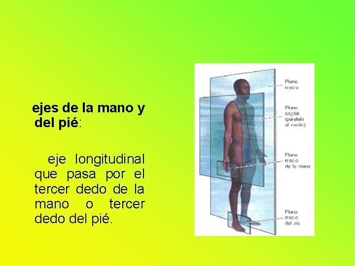 ejes de la mano y del pié: eje longitudinal que pasa por el tercer ejes de la mano y del pié: eje longitudinal que pasa por el tercer
