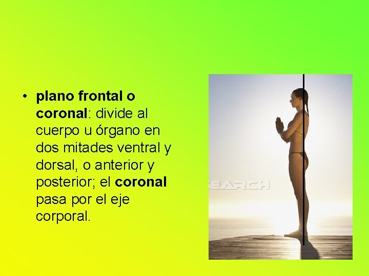 • plano frontal o coronal: divide al cuerpo u órgano en dos mitades • plano frontal o coronal: divide al cuerpo u órgano en dos mitades