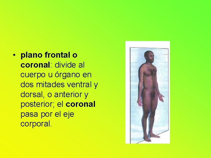 • plano frontal o coronal: divide al cuerpo u órgano en dos mitades • plano frontal o coronal: divide al cuerpo u órgano en dos mitades