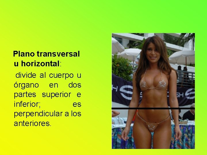 Plano transversal u horizontal: divide al cuerpo u órgano en dos partes superior e Plano transversal u horizontal: divide al cuerpo u órgano en dos partes superior e