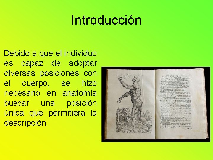 Introducción Debido a que el individuo es capaz de adoptar diversas posiciones con el Introducción Debido a que el individuo es capaz de adoptar diversas posiciones con el