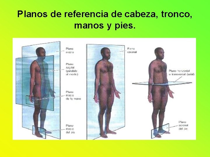 Planos de referencia de cabeza, tronco, manos y pies. Planos de referencia de cabeza, tronco, manos y pies.