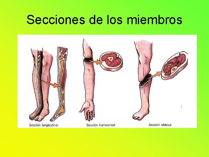 Secciones de los miembros Secciones de los miembros