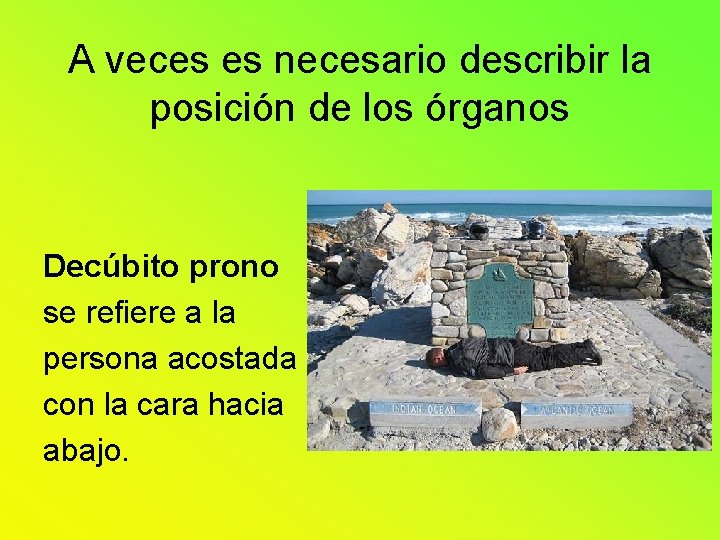 A veces es necesario describir la posición de los órganos Decúbito prono se refiere A veces es necesario describir la posición de los órganos Decúbito prono se refiere