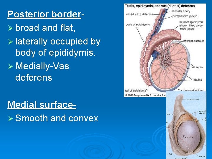 Posterior borderØ broad and flat, Ø laterally occupied by body of epididymis. Ø Medially-Vas