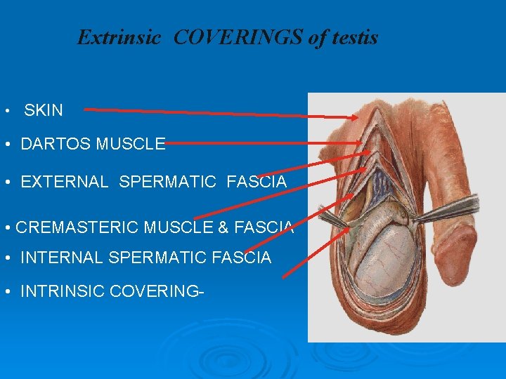 Extrinsic COVERINGS of testis • SKIN • DARTOS MUSCLE • EXTERNAL SPERMATIC FASCIA •