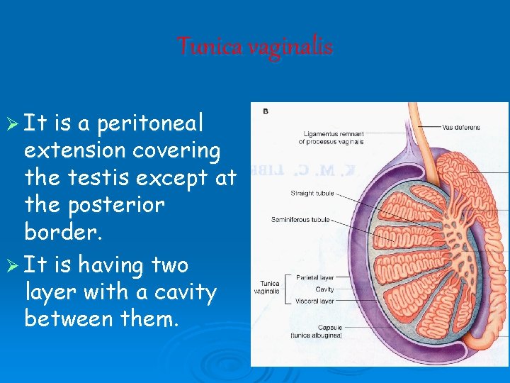 Tunica vaginalis Ø It is a peritoneal extension covering the testis except at the