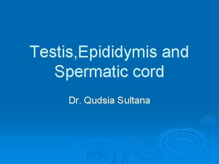 Testis, Epididymis and Spermatic cord Dr. Qudsia Sultana 