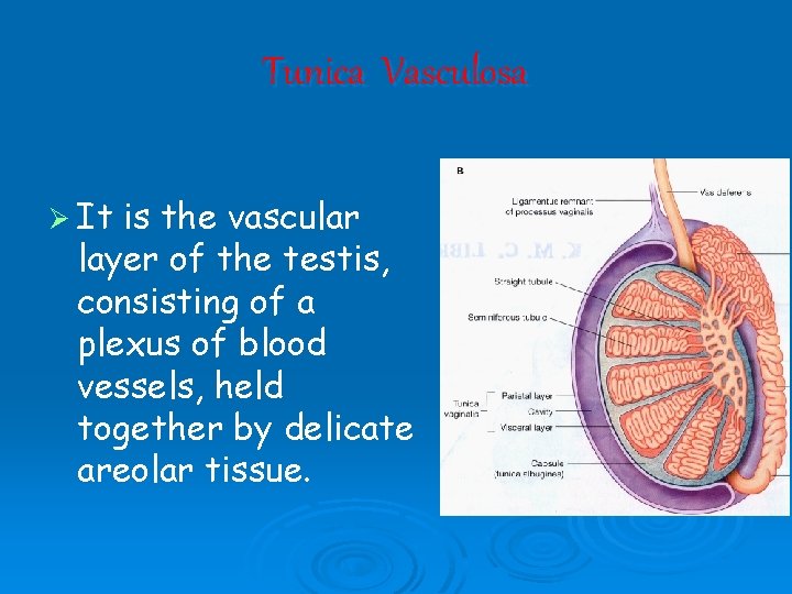 Tunica Vasculosa Ø It is the vascular layer of the testis, consisting of a