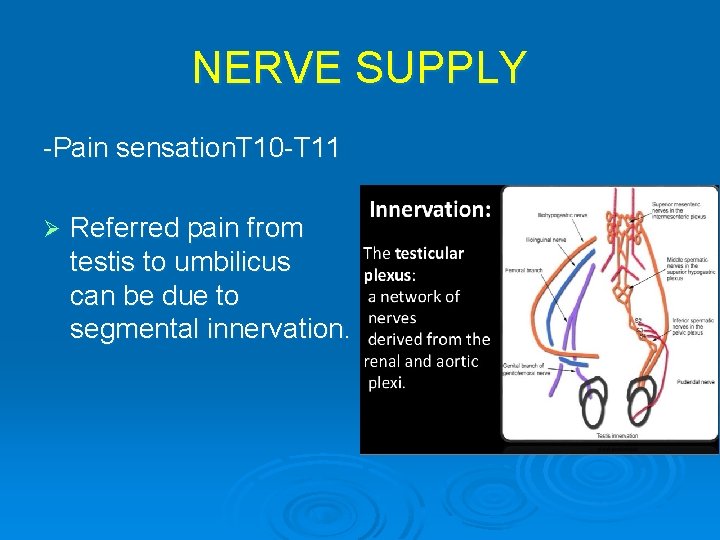 NERVE SUPPLY -Pain sensation. T 10 -T 11 Ø Referred pain from testis to