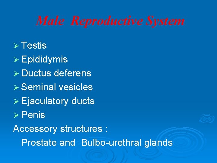 Male Reproductive System Ø Testis Ø Epididymis Ø Ductus deferens Ø Seminal vesicles Ø