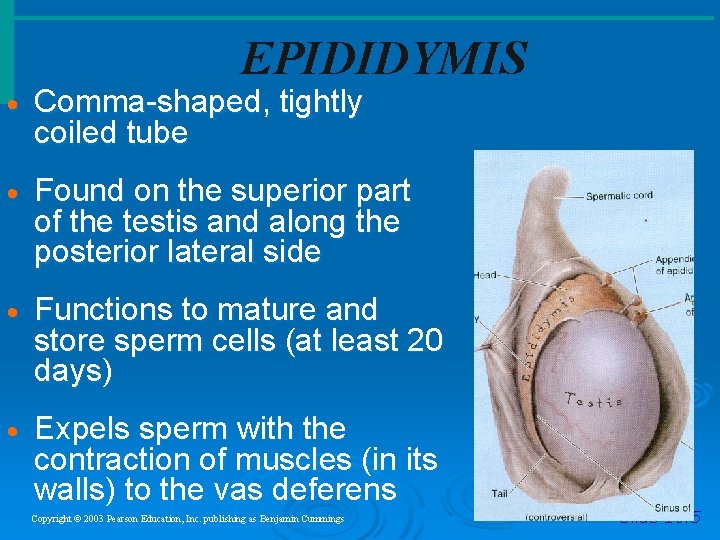 EPIDIDYMIS · Comma-shaped, tightly coiled tube · Found on the superior part of the