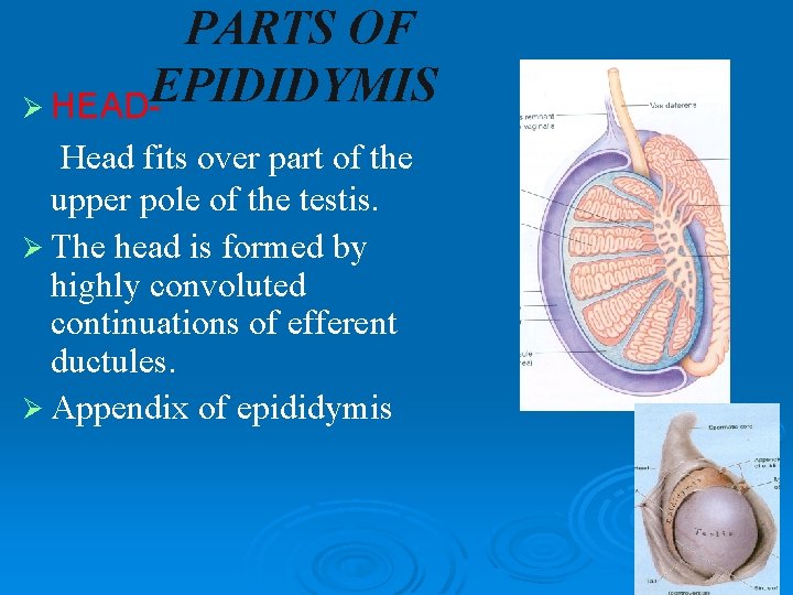 PARTS OF EPIDIDYMIS Ø HEADHead fits over part of the upper pole of the