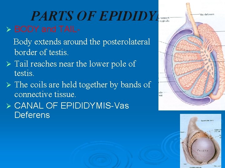 PARTS OF EPIDIDYMIS BODY and TAILBody extends around the posterolateral border of testis. Ø