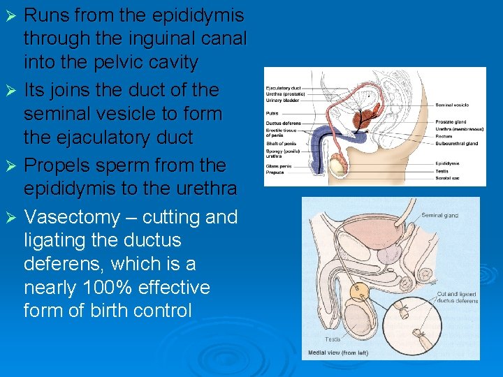 Runs from the epididymis through the inguinal canal into the pelvic cavity Ø Its